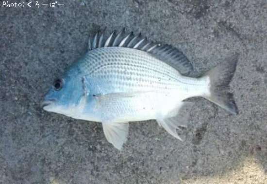 �ߥʥߥ�������