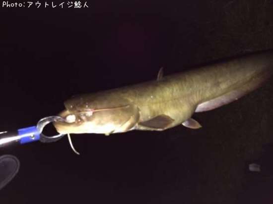 �ʥޥ�����