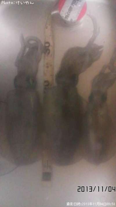 �����ꥤ��