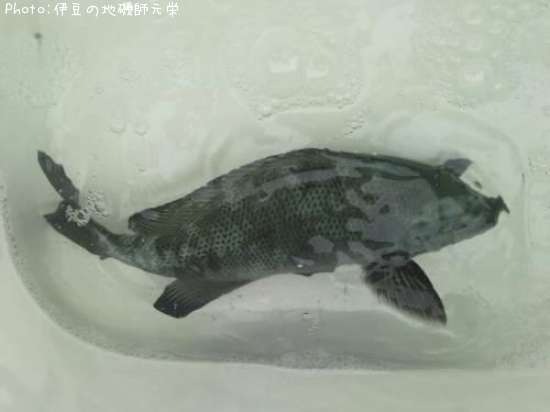 �����᥸��