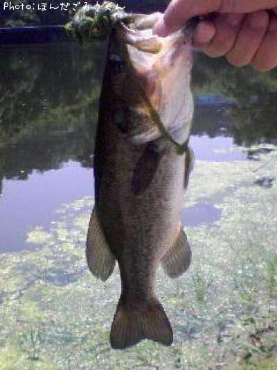 �֥�å��Х�