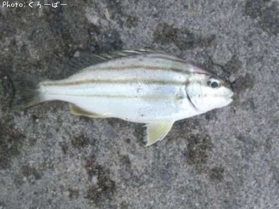 ���äƵ���