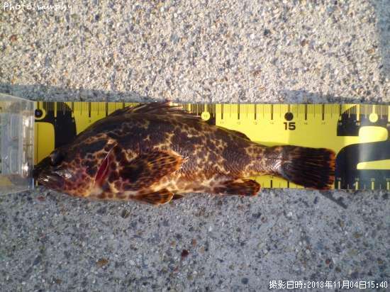 �����Υ���Х�