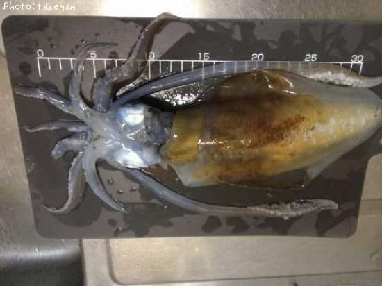 �����ꥤ��