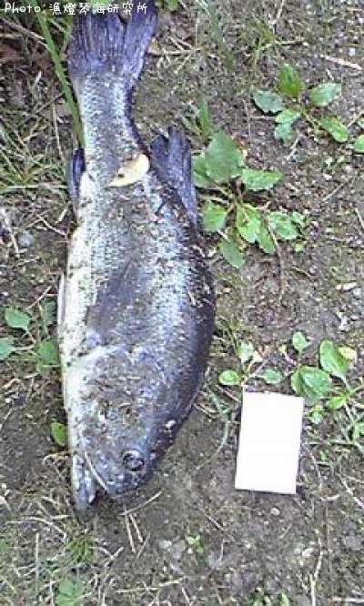 �֥�å��Х�