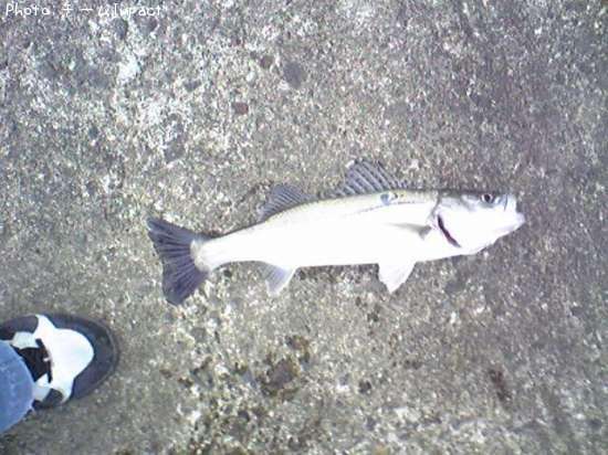 �����Х�