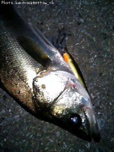 �����Х�