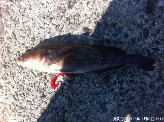 �����ʥ�