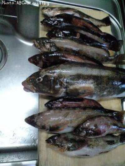 �����ʥ�