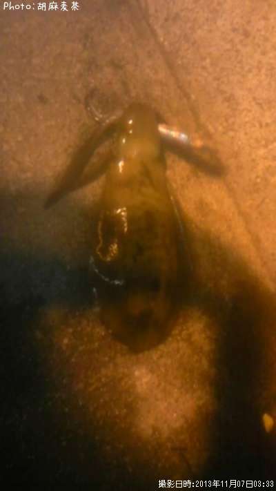 �����ꥤ��