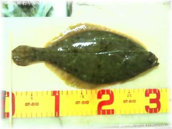 �������쥤