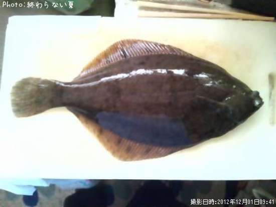 �ޥ����쥤