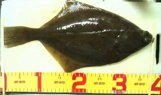 �������쥤