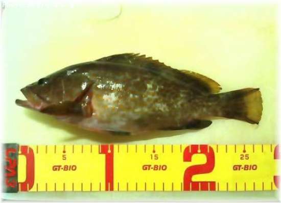 �����ϥ�