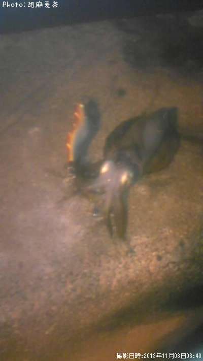 �����ꥤ��