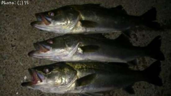 �����Ф�