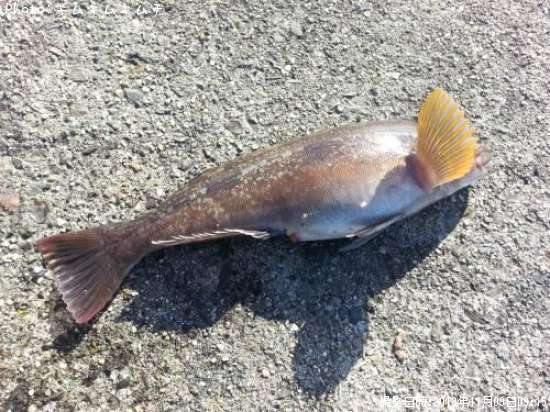 �����ʥ�