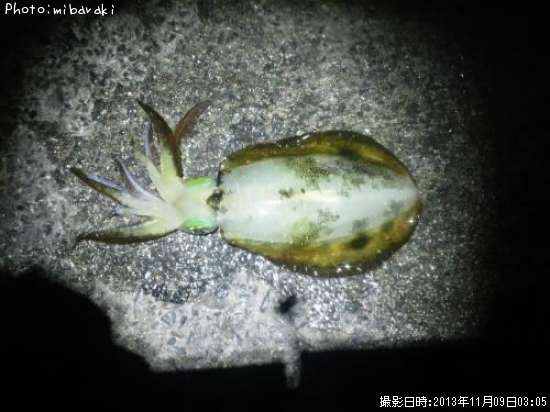 �����ꥤ��