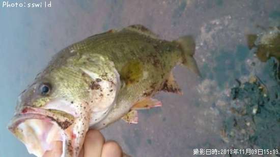 �֥�å��Х�