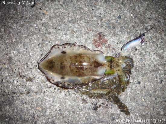 �����ꥤ��