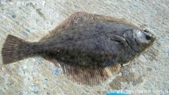 �������쥤