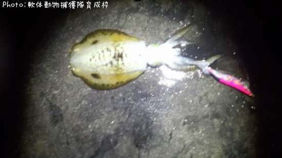 �����ꥤ��