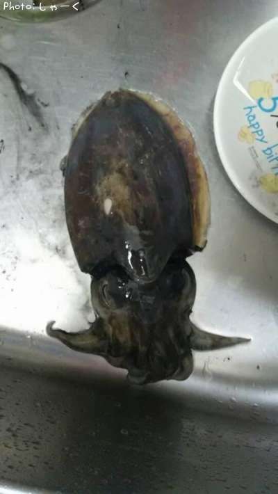 ��󥴥�����