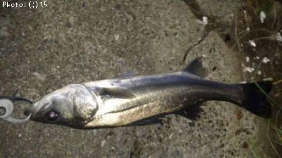 �����Ф�