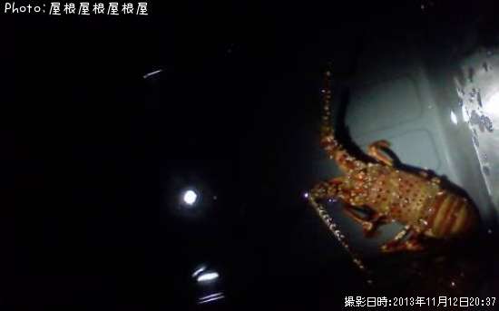 ������Ϸ