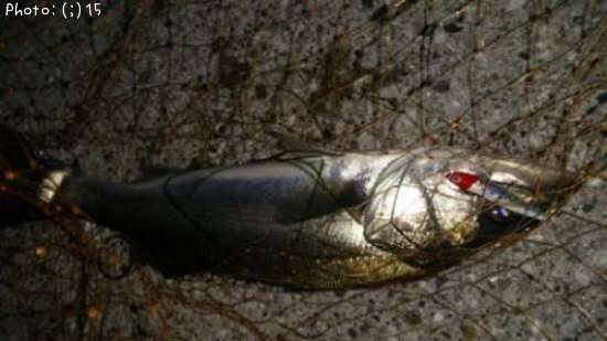 �����Ф�