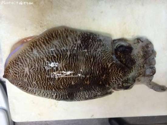 ���֥���