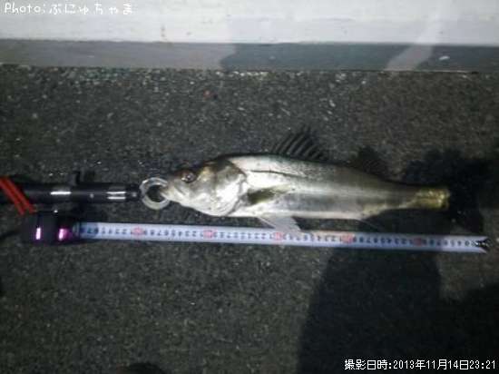 �ҥ����Х�