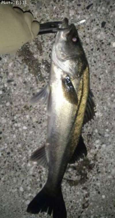 �����Ф�