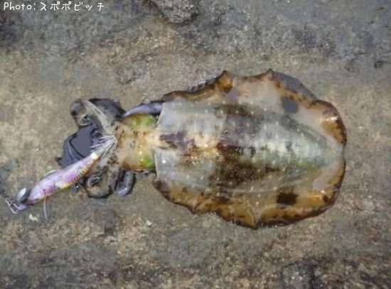 �����ꥤ��