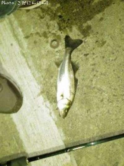 �����Х�