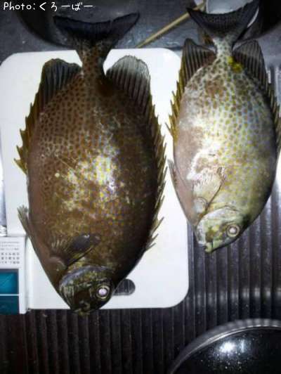 ���ޥ�����