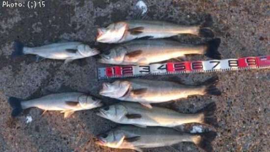 �����Ф�