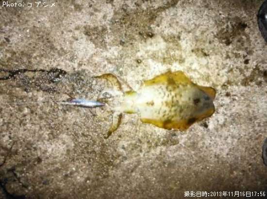 �����ꥤ��