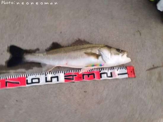 �����Х�