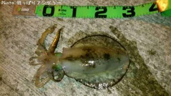 �����ꥤ��