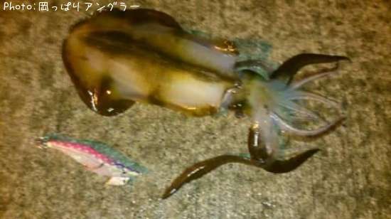 �����ꥤ��