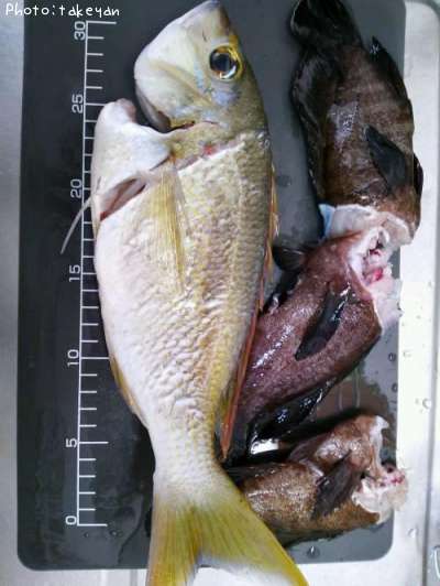 �ҥȥ������ޥ�����