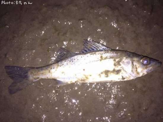 �����ꥯ������