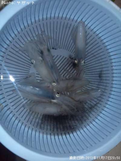 �ƥ��ӥ���