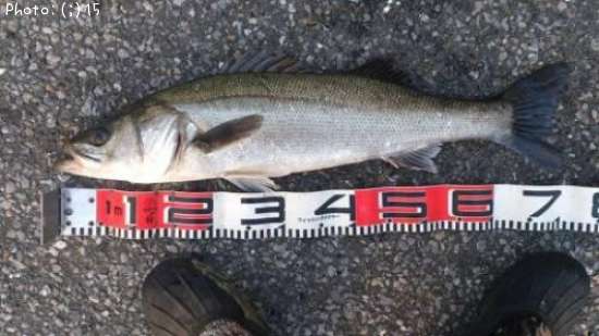 �����Ф�