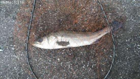 �����Ф�