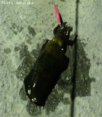 �ߥ�����