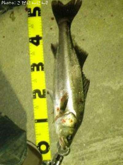 �����Х�