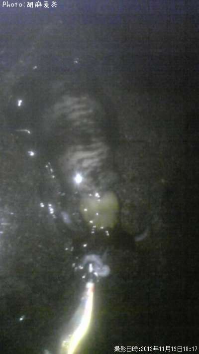 �����ꥤ��