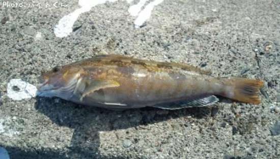 �����ʥ�